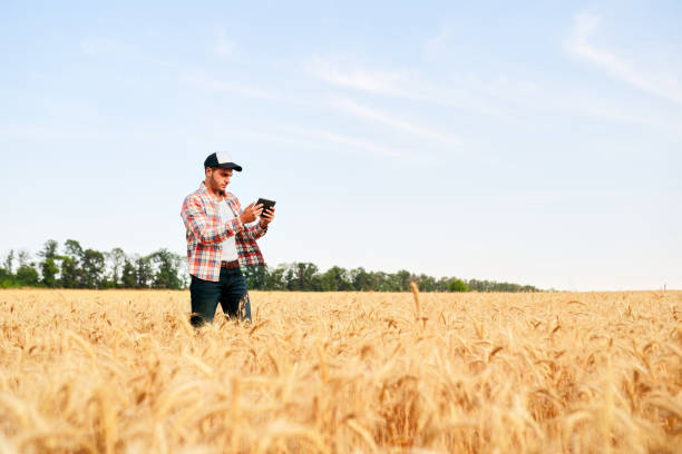 agricoltura di precisione. agricoltore in possesso di tablet pc, utilizzando software di gestione dei dati online in campo grano. agronomo che lavora con touch computer screen, controlla, analizza il business agricolo. tecnologia innovativa - ipad farmer agronomy pc foto e immagini stock