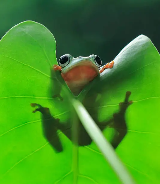 Green flying frog