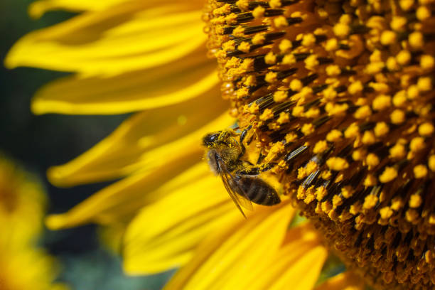 istock A bee collects pollen on a yellow sunflower against a blue sky 1266029772
