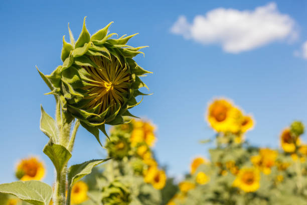 istock Closed sunflower flower in a field against a blue sky with clouds 1266029783