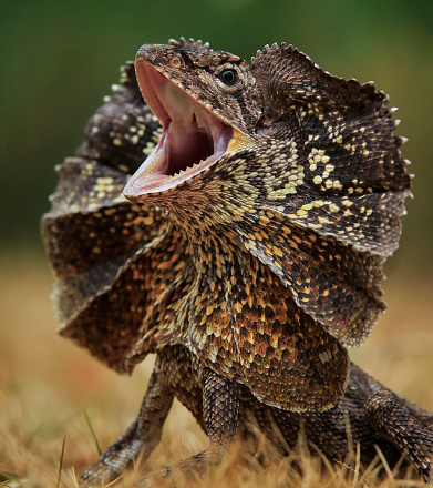 Frilled-neck lizard