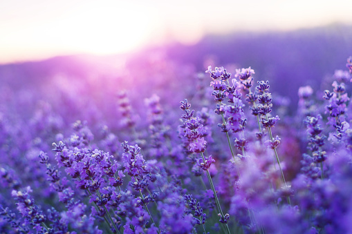 Blurred nature scenes Lavender flowers beautiful nature field scene in sunlight Lavender flower background. Dawn in a lavender field.