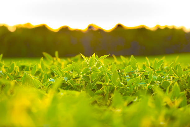 istock Field of Soybeans 1266044432