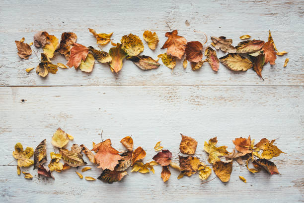 istock Dry Autumn Leaves On White Planks 1266045978