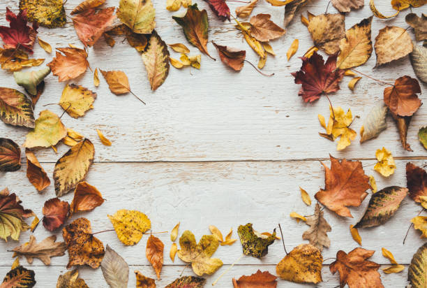 istock Dry Autumn Leaves On White Planks 1266047759