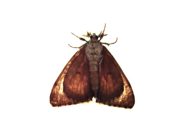 Closeup of a colorful moth