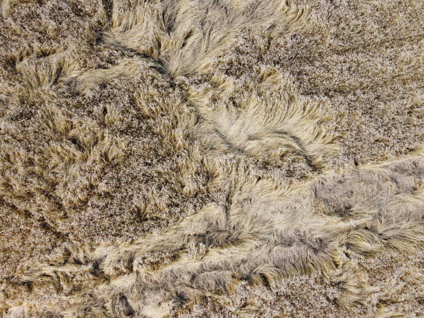 istock rye field aerial photo top view 1266057585