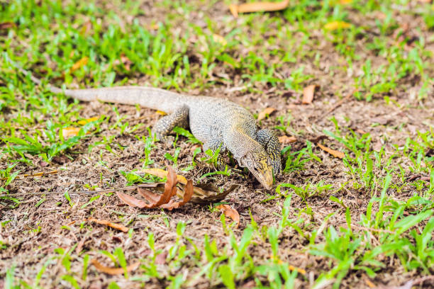 istock Varanus lizard in the foreground on the grass 1266058731