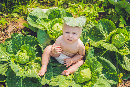 A baby sitting among the cabbage. Children are found in cabbage.