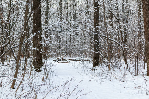 Snow nature forest trees landscape on white sunny winter mood day. Light and bright snow cold time