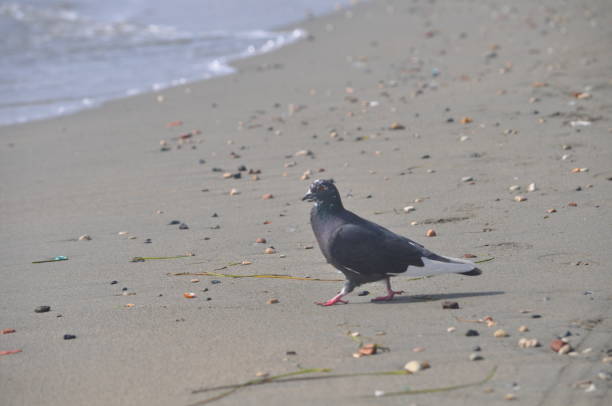 istock The beautiful bird pigeon in the environment 1266059480
