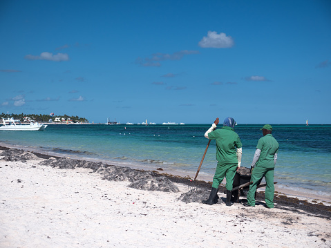 Bavaro, Punta Cana, Dominican Republic - 19 December 2018: Workers cleaning sargassum algae on tropical shore. Caribbean ecology problem