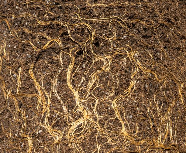 istock Earth from pots with the bare dried roots of seedlings texture background 1266059797
