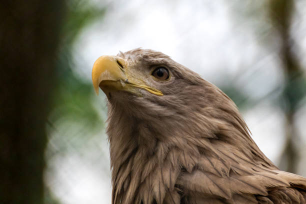 istock Golden eagle with yellow beak head close-up looking left 1266061939