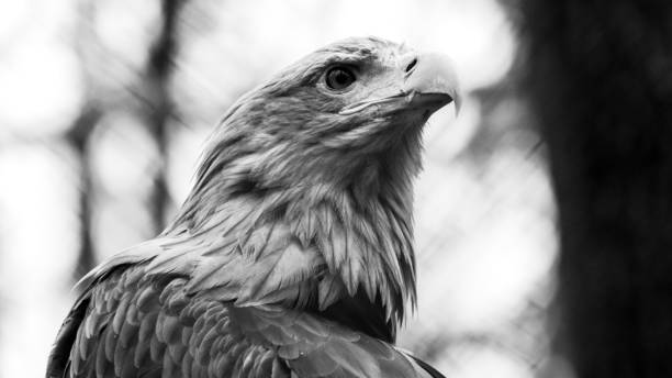 istock Golden eagle with yellow beak head close-up grey-scale color 1266061970