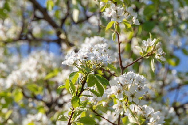 istock Pear tree spring tender white flowers bloom in garden 1266062096