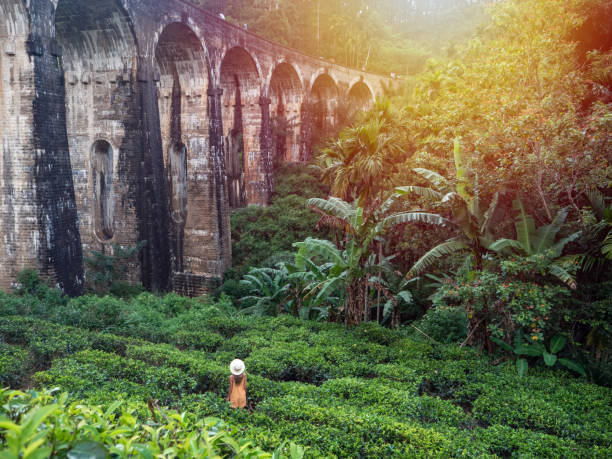 mulher turista contemplando ponte famosa ao pôr do sol - tea island - fotografias e filmes do acervo