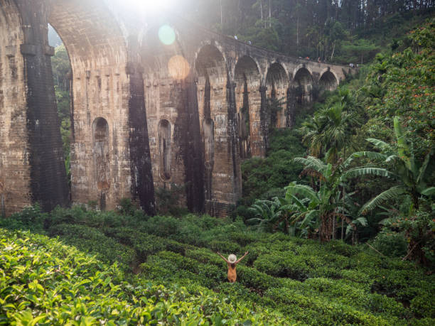 istock Woman arms open in tea field 1266063140