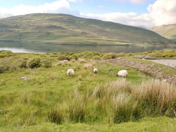 istock Nature of Ireland 1266066869