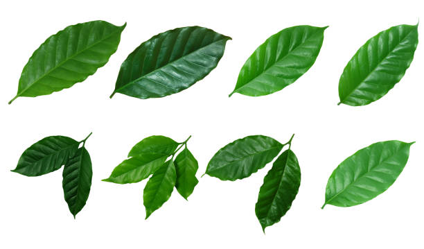 istock green​, Coffee leaves ​isolated on white​ background.​ 1266066909