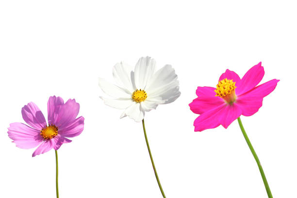 Close up of a single  pinkcosmos flower in a Cape Cod garden.