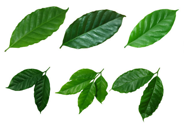 istock green​, Coffee leaves ​isolated on white​ background.​ 1266066923