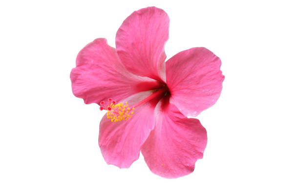 istock isolated​ pink Hibiscus flower on​ white​ background.​ 1266066984