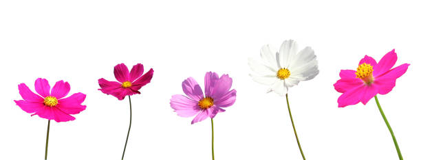 istock Isolated Cosmos flowers on white background. 1266066997