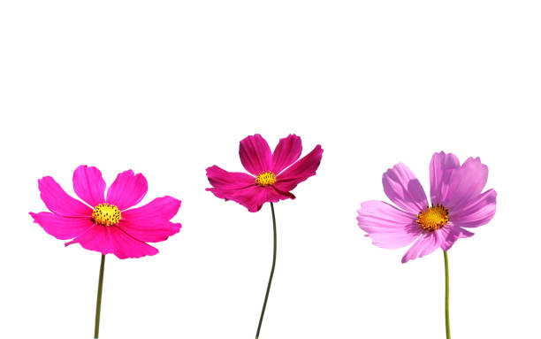 fiori cosmo isolati su sfondo bianco. - cosmea foto e immagini stock