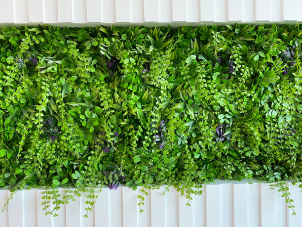 istock The white wall has green plants in the middle backgrounder. 1266067241
