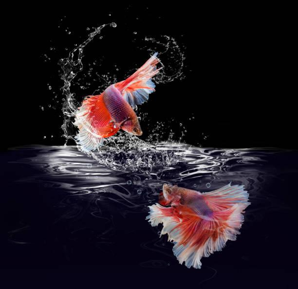 istock Red Siamese Fighting Fish jumping over the water during fighting match. 1266073366
