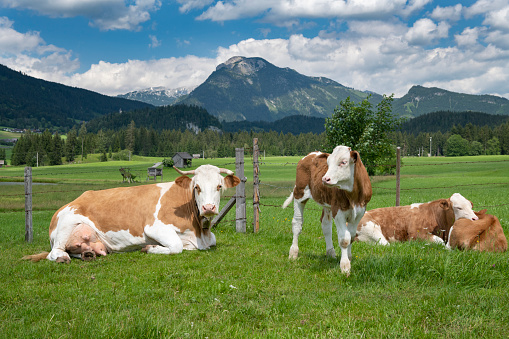 Mountain pasture in Austrian Alps with cow and mountain peaks on the background