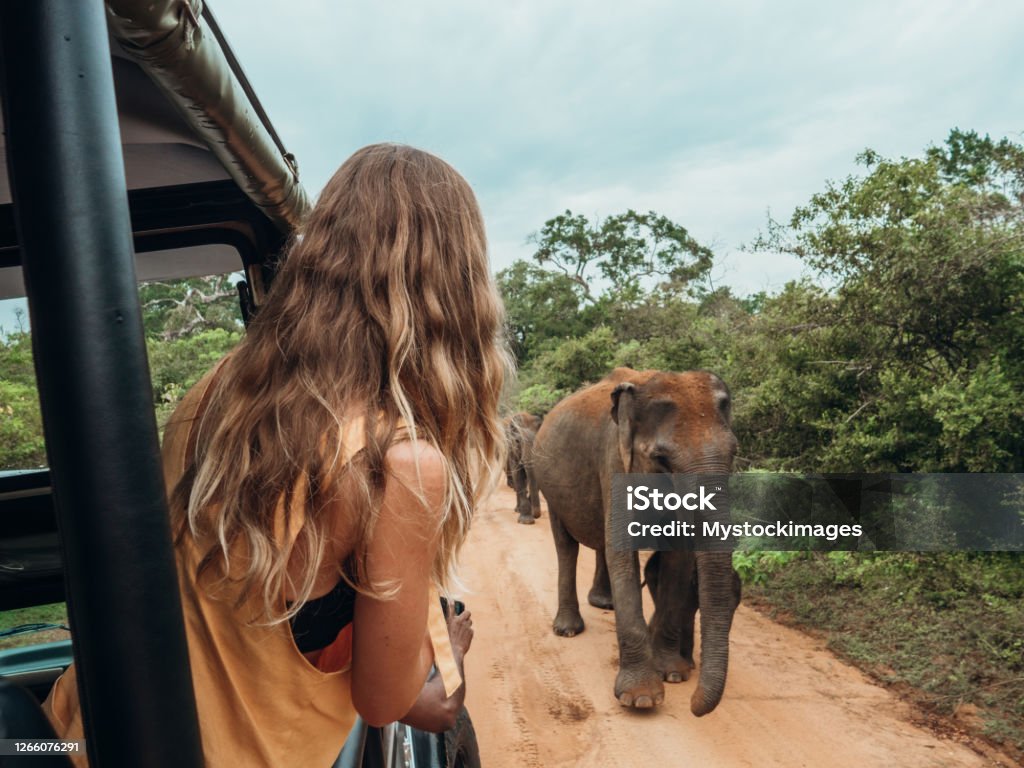 Happy young woman on luxury safari looking at will elephant walking in the jungle Happy young woman on luxury safari looking at will elephants walking nearby. Girl in moving vehicle 4x4 looking for wildlife in national park Safari Stock Photo