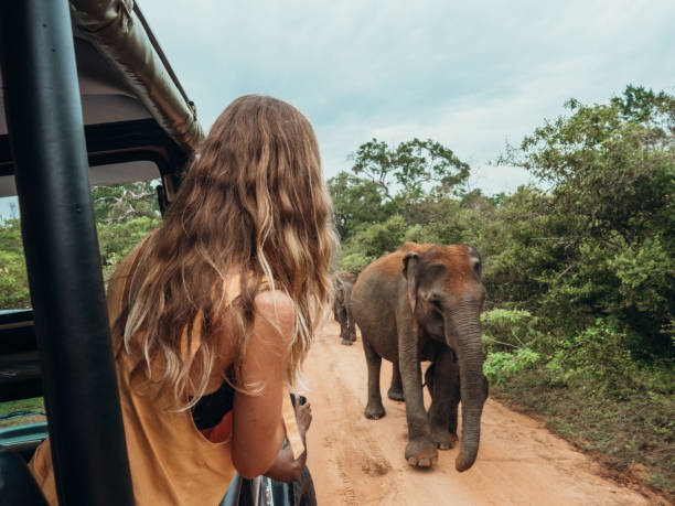 Happy young woman on luxury safari looking at will elephant walking in the jungle Happy young woman on luxury safari looking at will elephants walking nearby. Girl in moving vehicle 4x4 looking for wildlife in national park indian elephant photos stock pictures, royalty-free photos & images