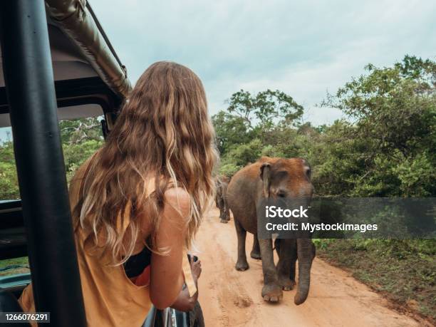 Happy Young Woman On Luxury Safari Looking At Will Elephant Walking In The Jungle Stock Photo - Download Image Now