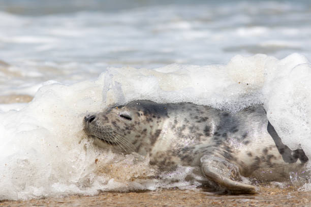 istock Hydrodynamics. Streamlined body of a seal cutting through water as it surfs to shore. 1266076296