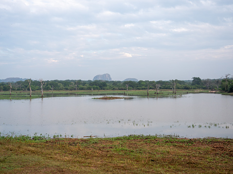 Wild lake area in Yala national park, Sri Lanka