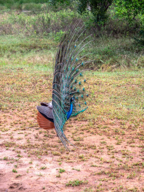 istock Peacock showing feathers in Sri Lanka 1266076387