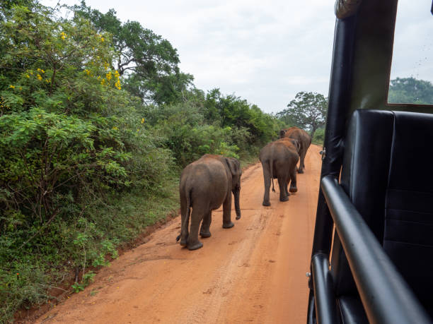 istock Elephants walking in Yala national park, Sri Lanka 1266076420