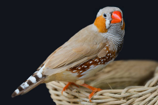 istock Zebra finch bird closeup. 1266076844