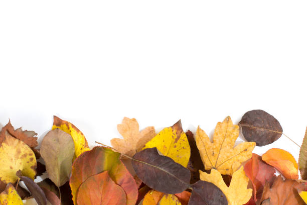 istock beautiful colorful autumn leaves isolated on white 1266078214