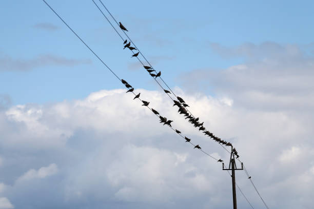 istock Birds sit on the electrical wires 1266078470