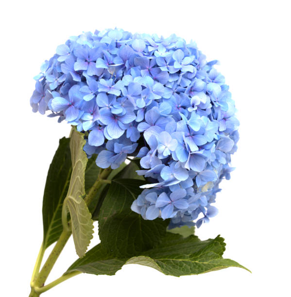 istock Blue flowers of Hydrangea macrophylla, bigleaf hydrangea isolated on white 1266078623