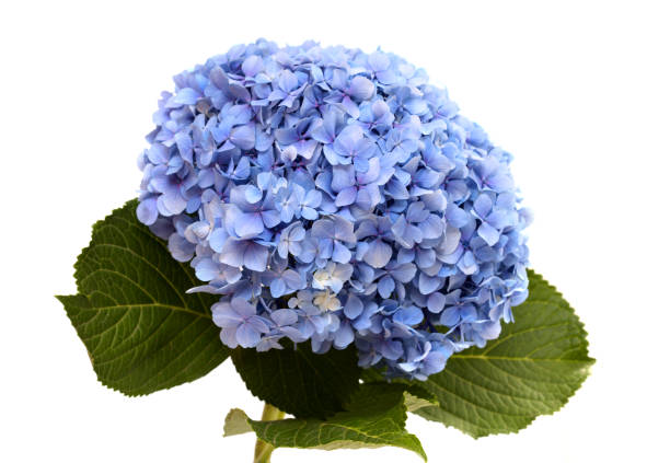 istock Blue flowers of Hydrangea macrophylla, bigleaf hydrangea isolated on white 1266078631