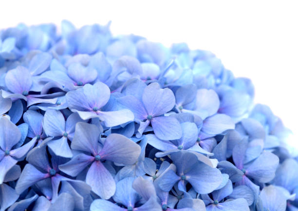 Blue flowers of Hydrangea macrophylla, bigleaf hydrangea isolated on white
