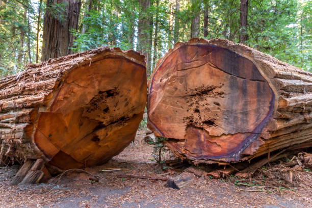 istock Huge old Redwoodn tree, cut in two pieces 1266079187