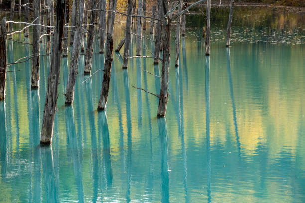 surface d’eau reflétant les feuilles jaunes d’automne - parc national de daisetsuzan photos et images de collection