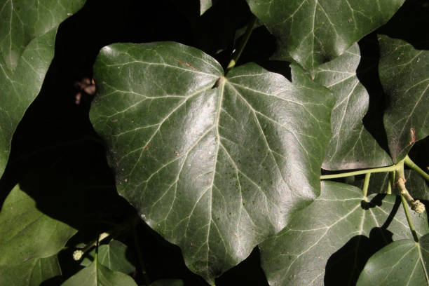 istock green leaves in the garden 1266088866