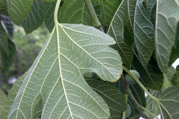 istock green leaves of a fig tree 1266089297