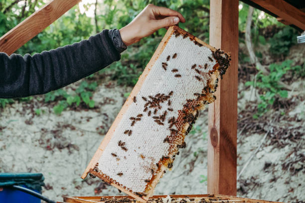 istock Female beekeeper is holding a frame with bees and honey 1266089720
